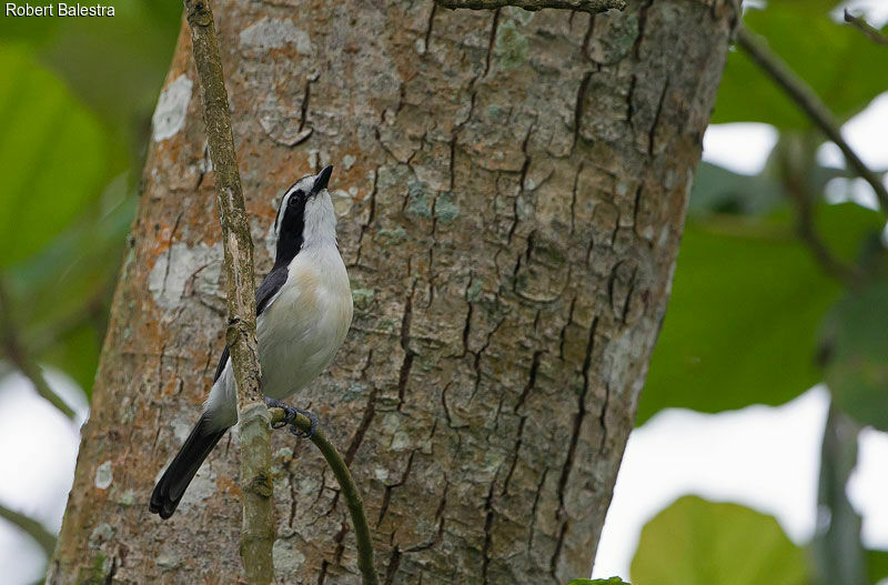 Bocage's Bushshrike