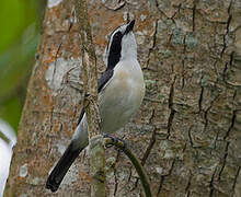 Bocage's Bushshrike