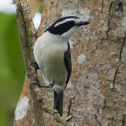 Bocage's Bushshrike