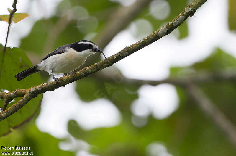 Bocage's Bushshrike, identification