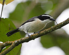 Bocage's Bushshrike