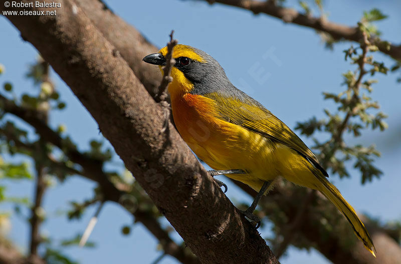 Orange-breasted Bushshrike