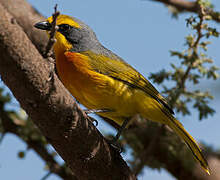 Orange-breasted Bushshrike