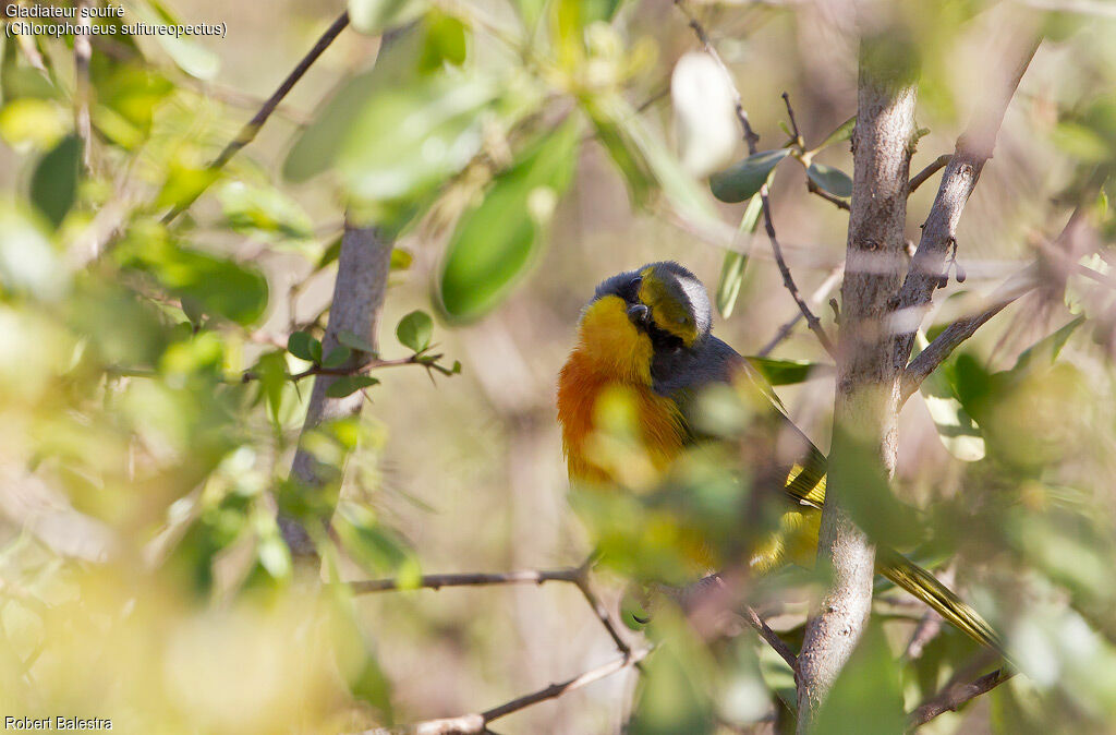 Orange-breasted Bushshrike