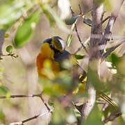 Orange-breasted Bushshrike