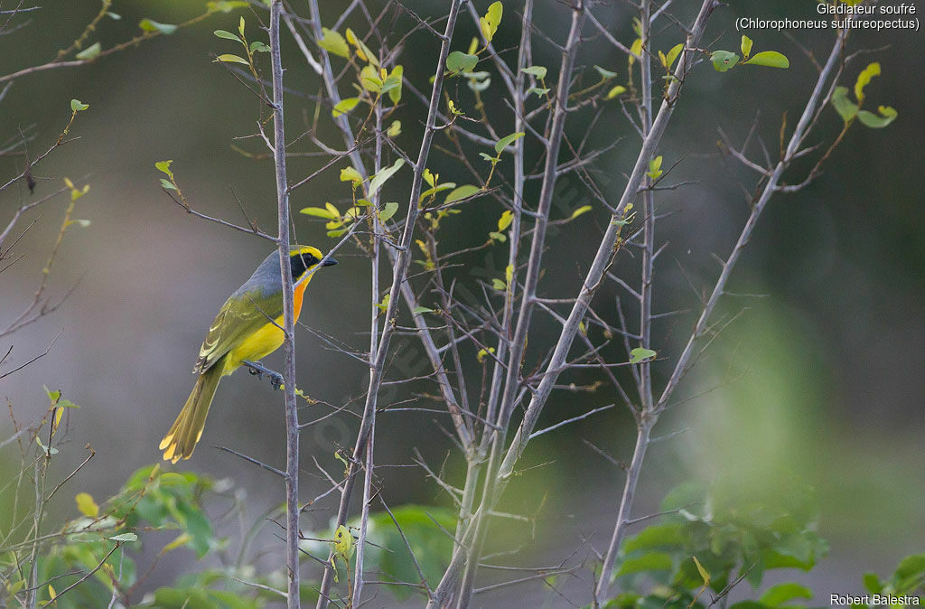 Orange-breasted Bushshrike