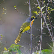 Orange-breasted Bushshrike