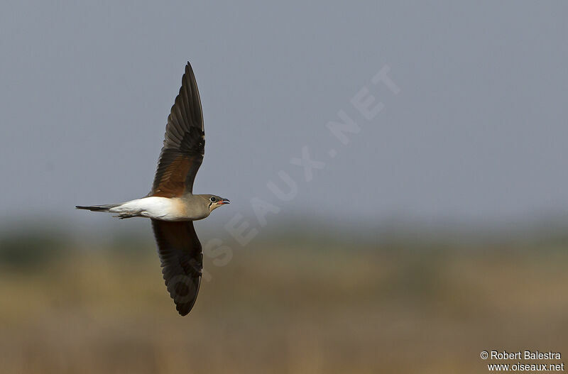 Collared Pratincole
