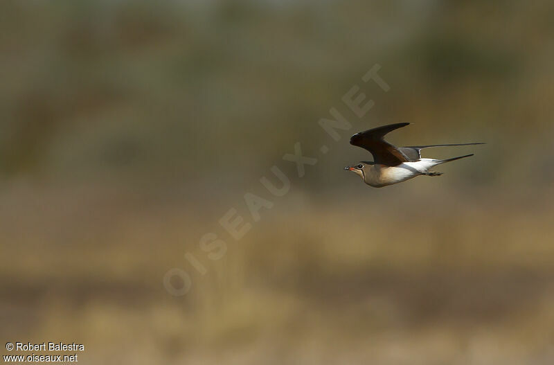 Collared Pratincole, Flight