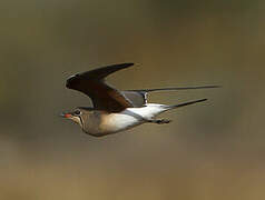 Collared Pratincole