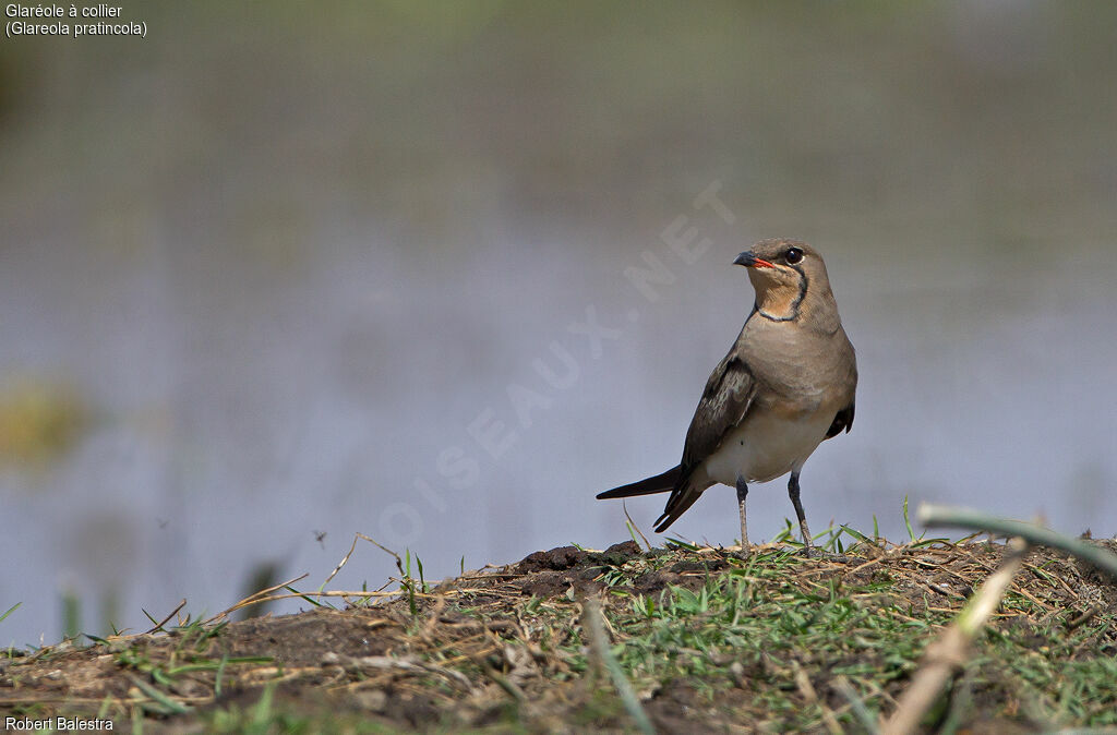 Collared Pratincole