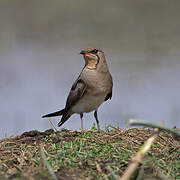 Collared Pratincole