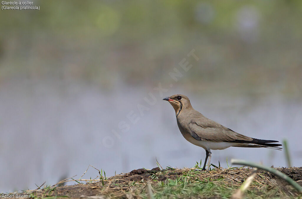 Collared Pratincole