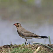 Collared Pratincole