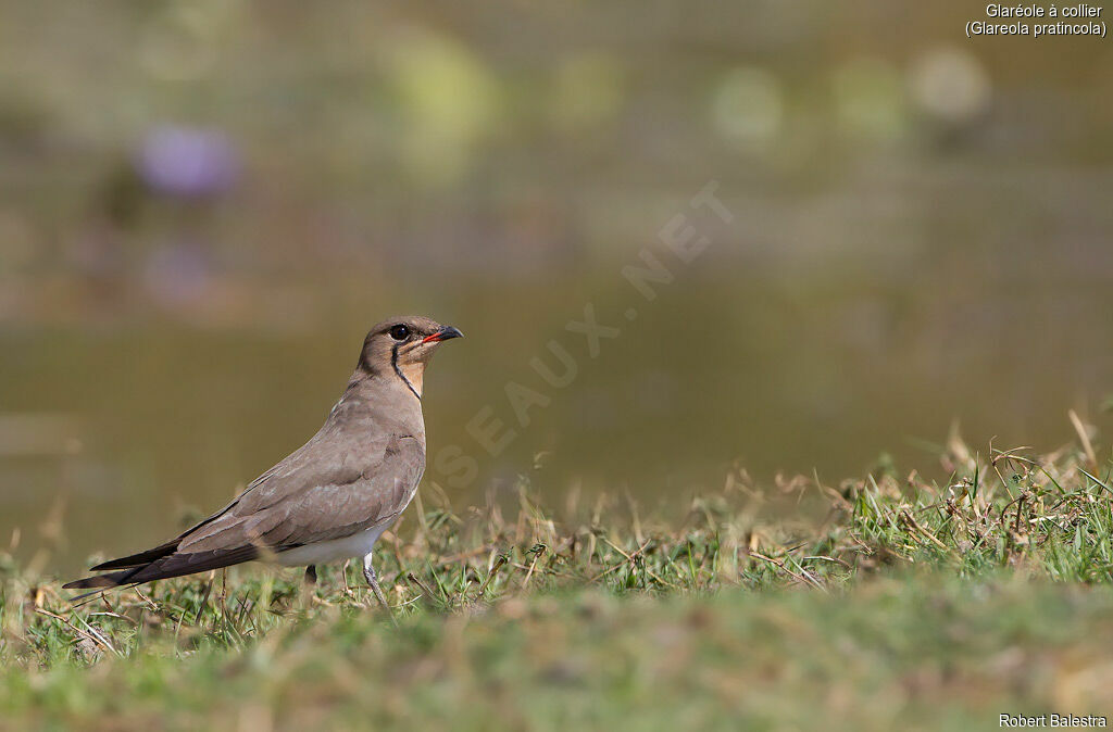 Collared Pratincole