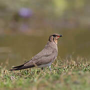 Collared Pratincole