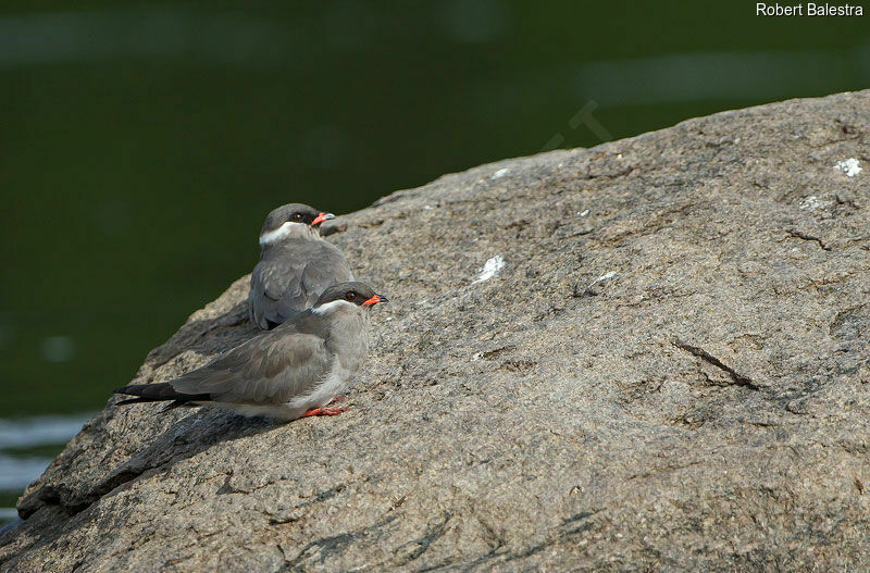 Rock Pratincole