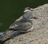 Rock Pratincole