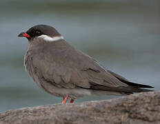 Rock Pratincole