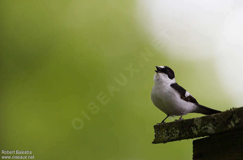 Collared Flycatcher male adult breeding, song