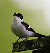 Collared Flycatcher