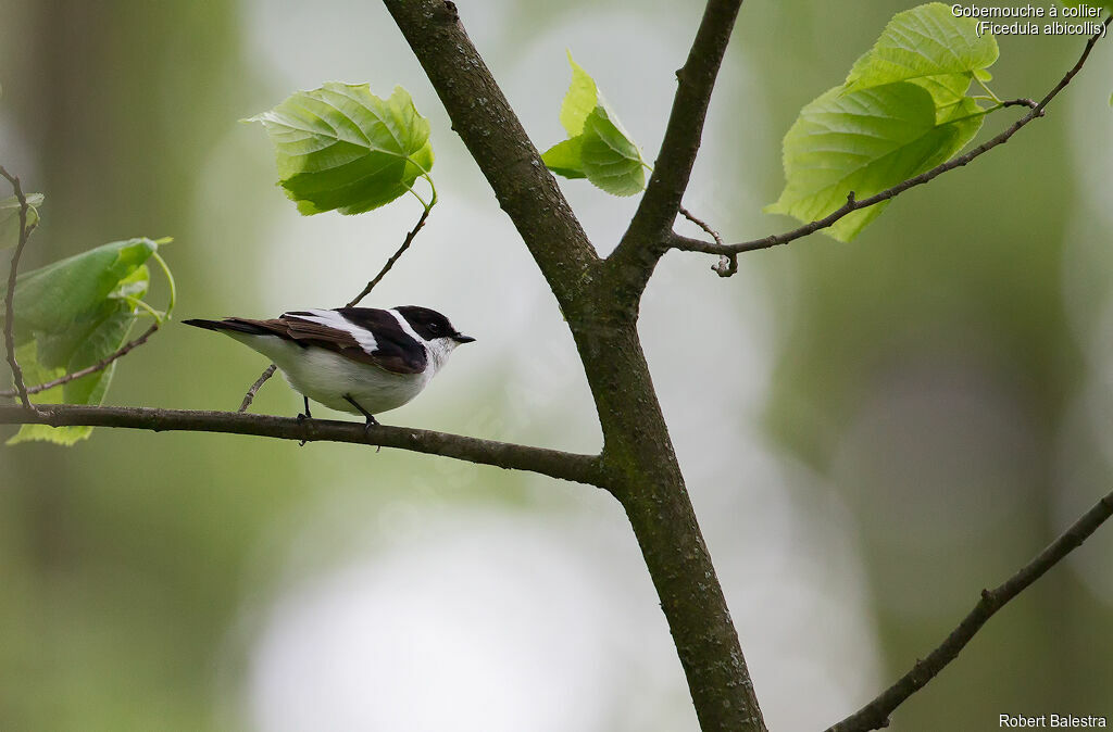 Collared Flycatcher