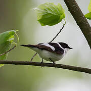 Collared Flycatcher