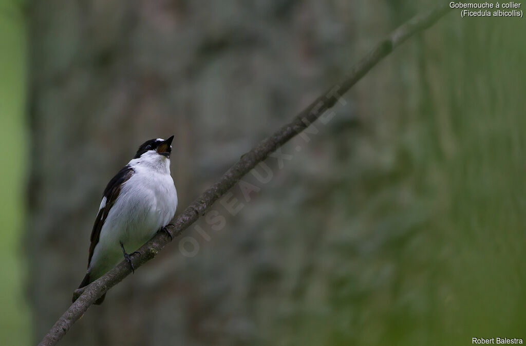 Collared Flycatcher