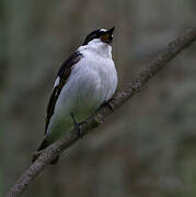 Collared Flycatcher