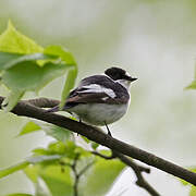 Collared Flycatcher