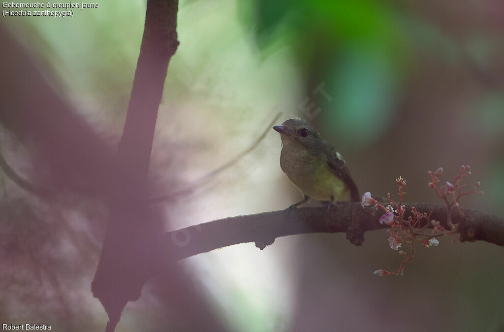 Yellow-rumped Flycatcher