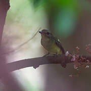 Yellow-rumped Flycatcher