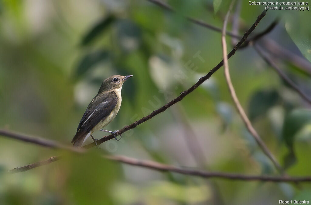 Yellow-rumped Flycatcher