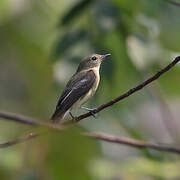 Yellow-rumped Flycatcher