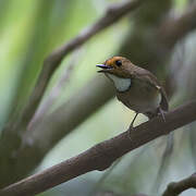 Rufous-browed Flycatcher