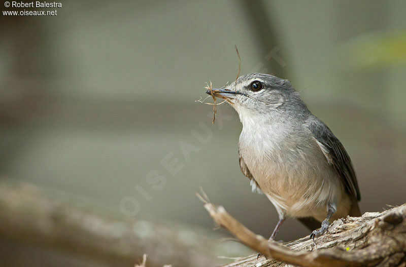 Ashy Flycatcheradult