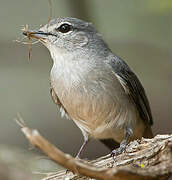 Ashy Flycatcher