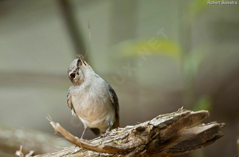 Ashy Flycatcher