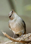 Ashy Flycatcher