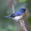 Gobemouche à menton bleu