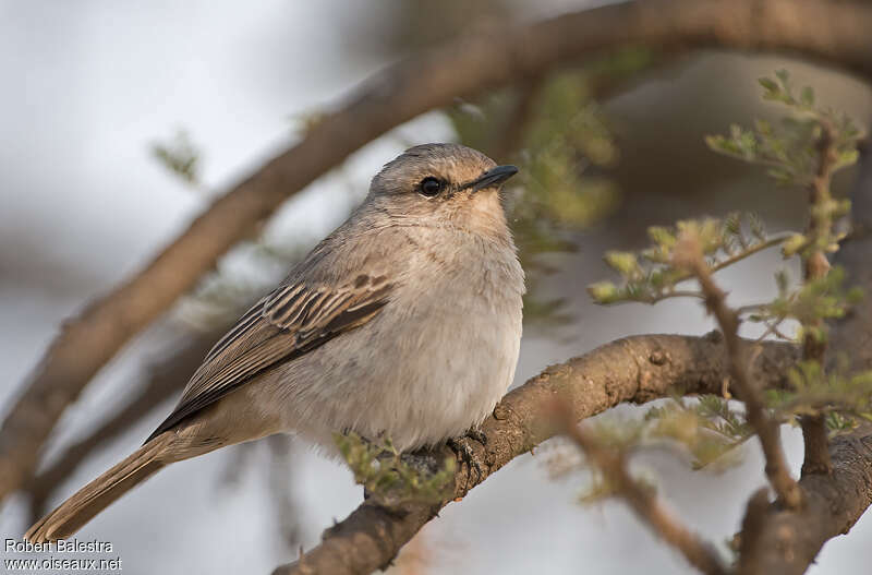 Gobemouche à petit becadulte, identification