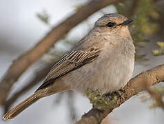 African Grey Flycatcher