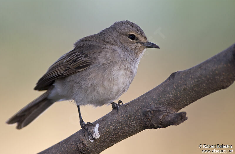 African Grey Flycatcher