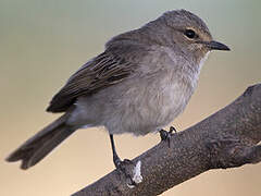 African Grey Flycatcher