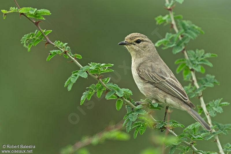 African Grey Flycatcher