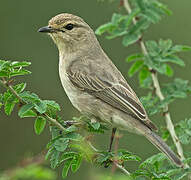 African Grey Flycatcher