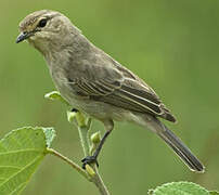 African Grey Flycatcher