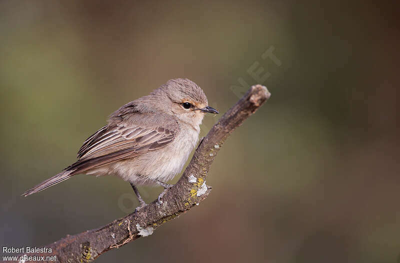 Gobemouche à petit becadulte, identification