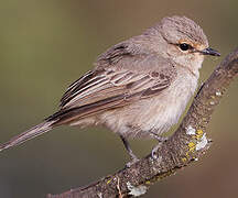 African Grey Flycatcher