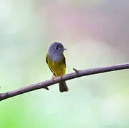 Grey-headed Canary-flycatcher